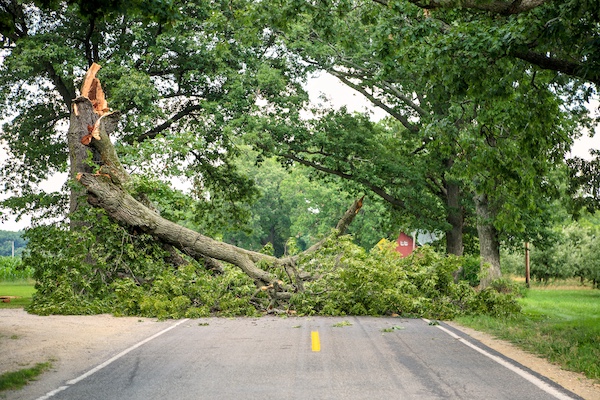 24-Hour Emergency Tree Service in Schaumburg, IL
