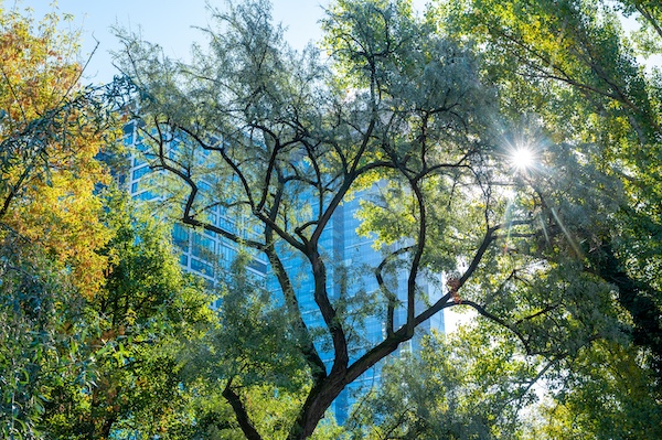 Commercial Tree Services in Palatine, IL