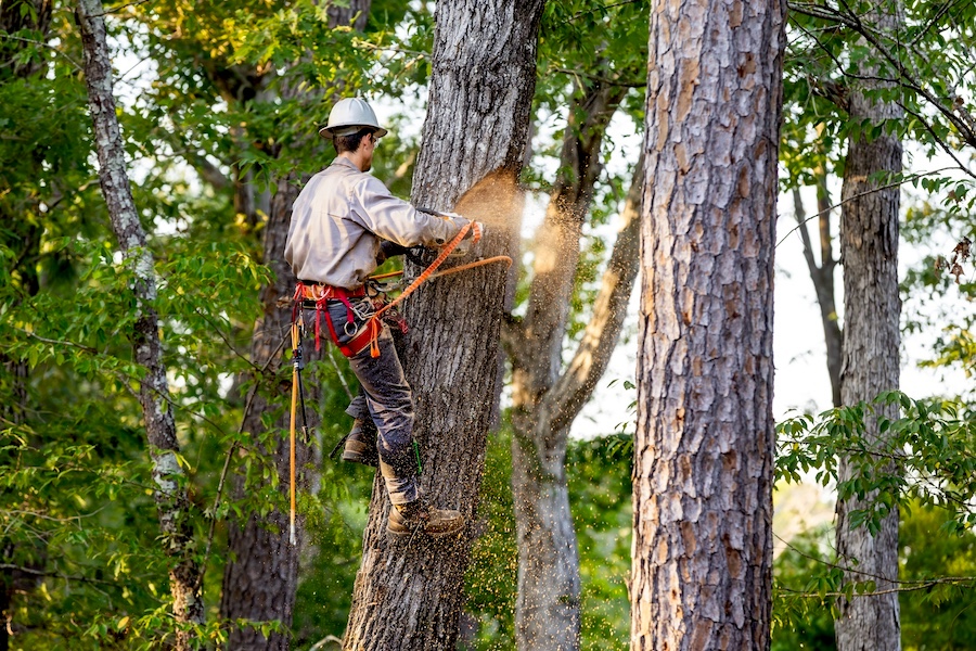 Professional Tree Care Services in Elgin, IL