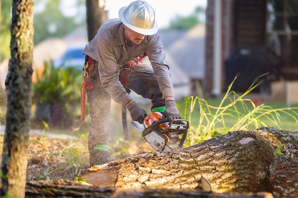 Tree Care Experts in Bartlett, IL