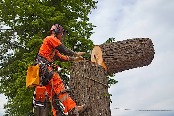 Tree Removal in Batavia, IL