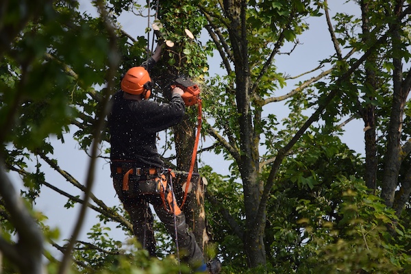 Tree Trimming Services in Buffalo Grove, IL